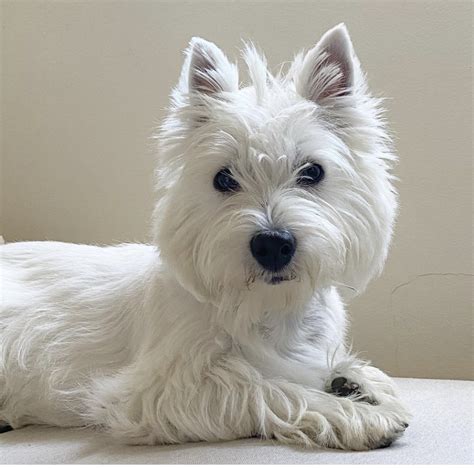 West Highland White Terrier Breeders in the USA with Puppies for Sale ...