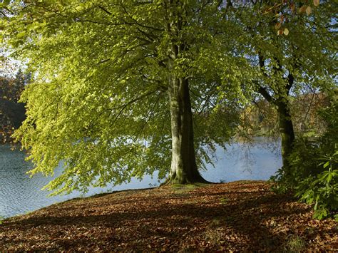 Five Common Varieties of Beech Trees