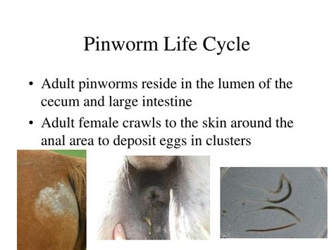 Life Cycle Of A Pinworm