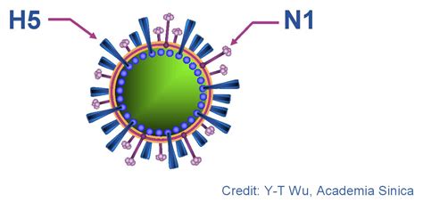 Research on mutant bird flu stopped amid fears of bioterrorism