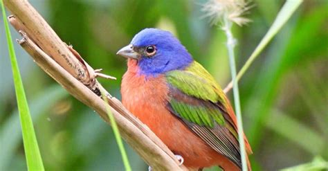 10 Birds with the Most Colorful Feathers - IMP WORLD