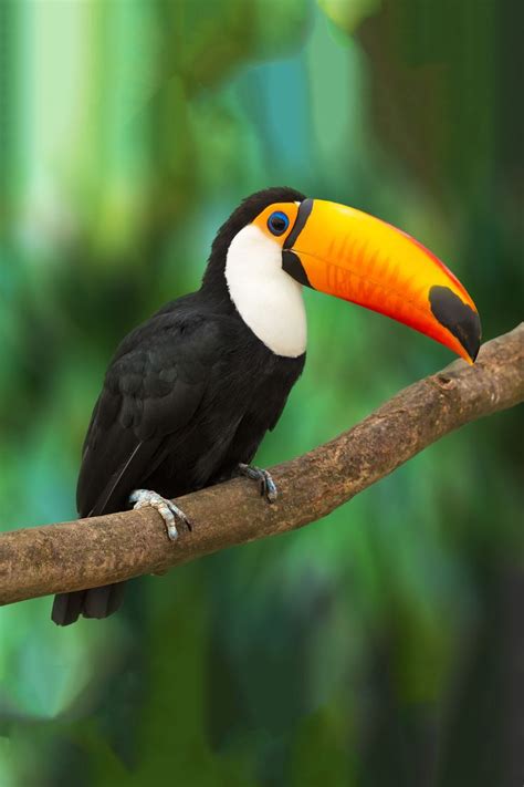 Travel through the Amazon jungle and witness the majestic toucan ...