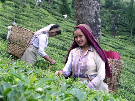 Gardens of Darjeeling and their Tea Quality – Namhah