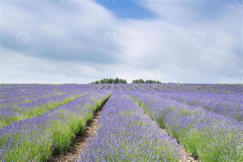 Lavender Farm Fields 1348284 Stock Photo at Vecteezy