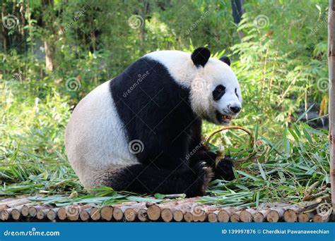 Giant Panda Bear Eating Bamboo Stock Photo - Image of habitat, nature ...