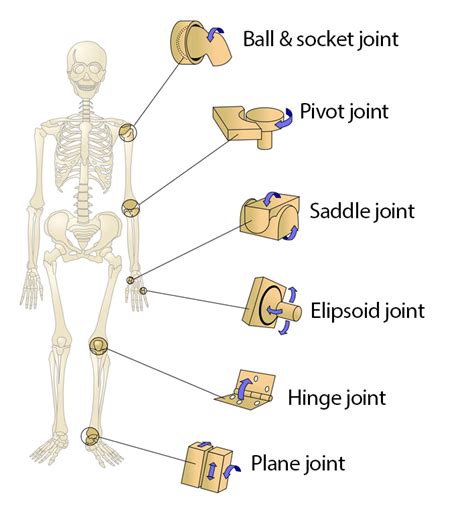 Form Of Pivot Joint Synovial Joints