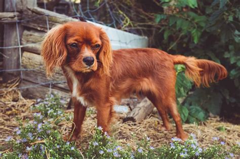 Cavalier King Charles Spaniel Puppies Buyers guide - spanielking