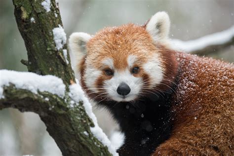 √99以上 endangered red panda facts 329012-Endangered animals red panda ...