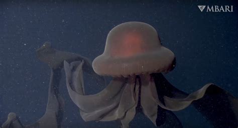 A Rare Encounter with the Elusive Giant Phantom Jellyfish Captures Its ...