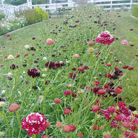 How to Grow Scabiosa — Three Acre Farm