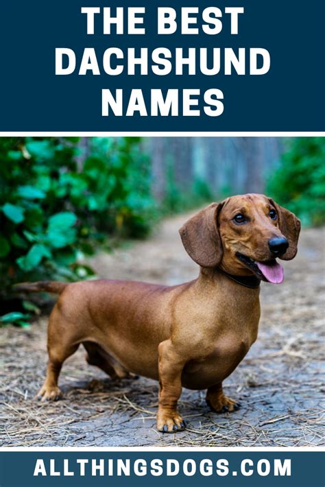 Best Dachshund Names | Dog names, Dachshund pets, Dachshund puppy miniature