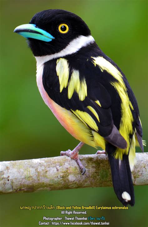 Pin on GOD'S FEATHERED CREATIONS | Beautiful birds, Rare birds, Jungle ...