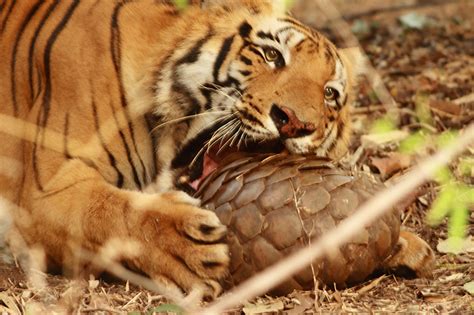 Pangolin Smarter Than a Teabagger - CrabDiving