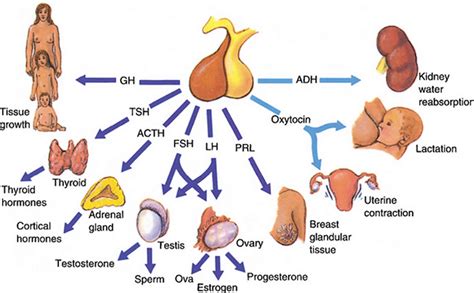 Follicle stimulating hormone function, source, FSH blood test & FSH levels