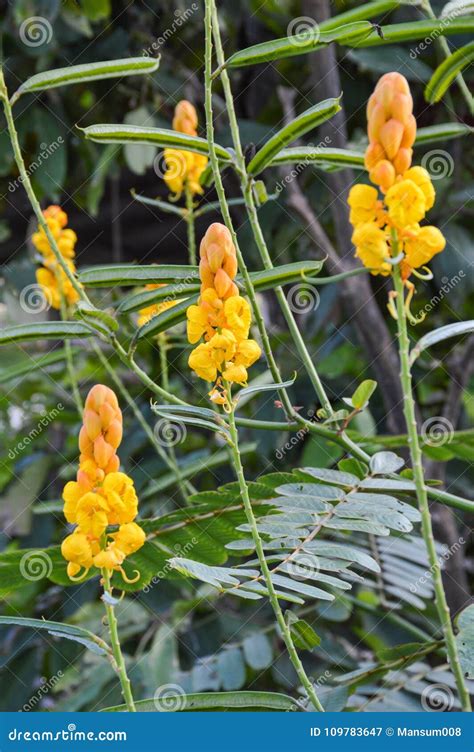 Fresh Senna Alata Flower in Nature Garden Stock Image - Image of ...