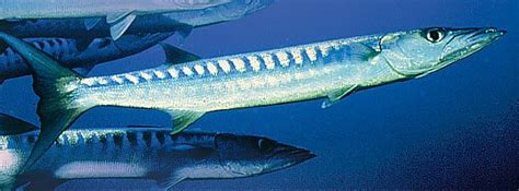 California Barracuda | Online Learning Center | Aquarium of the Pacific