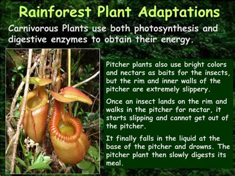 PPT - Which Biome is home to the: PowerPoint Presentation - ID:5517764