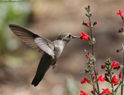 Female Costa's Hummingbird – Emily Willoughby Art