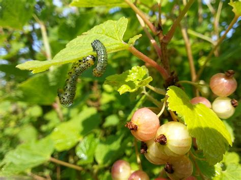 Watch Your Bush!! Gooseberry Sawfly may devastate it.Greenside Up ...