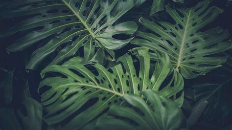 leaves, Green, Nature, Philodendron HD Wallpapers / Desktop and Mobile ...