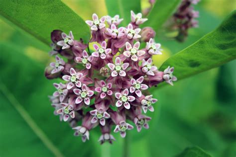 Spreading Milkweed, Not Myths. Monarch butterflies lay their eggs on ...