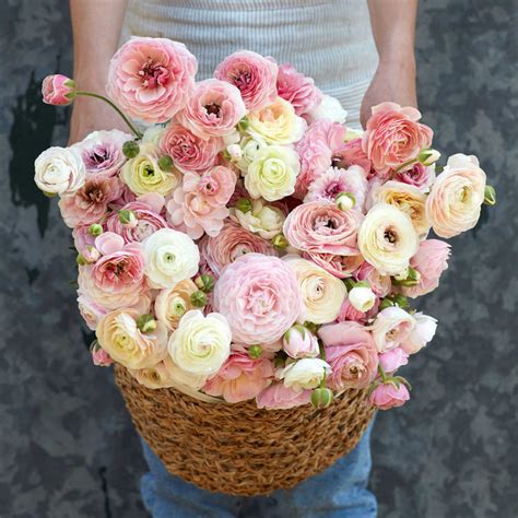 Ranunculus Bulbs | Shop 51 Varieties | Eden Brothers