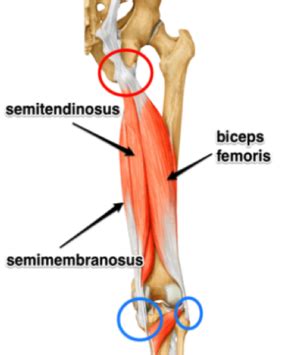 human biology - What is the difference between "hamstring tendon" and ...