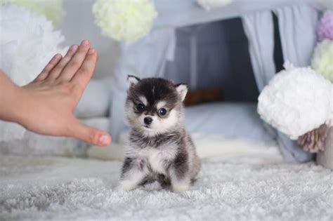 10 Cutest Small Dogs That Stay Small Forever