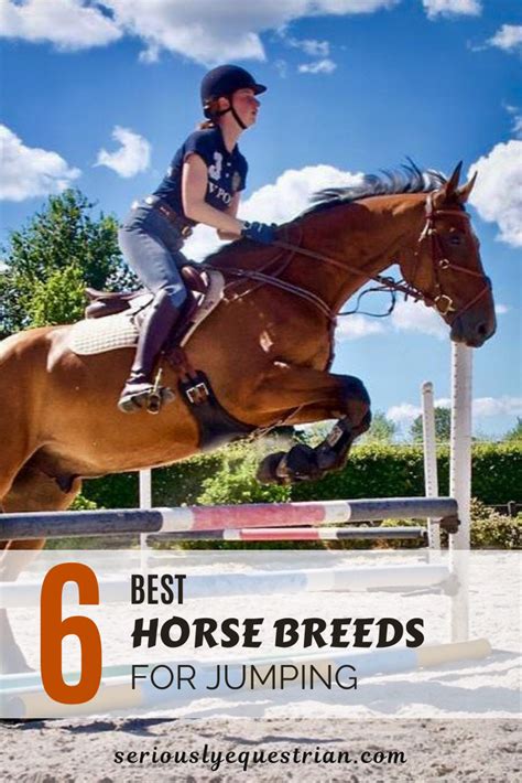 The Best Horse Breeds for Jumping - Seriously Equestrian | Horses ...