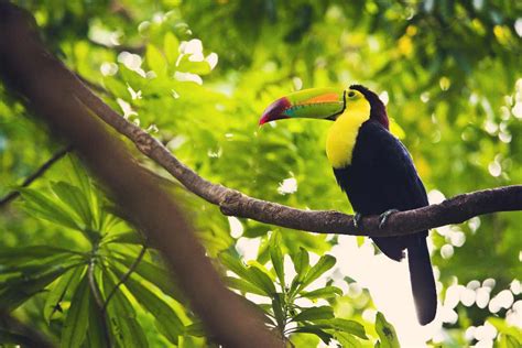 The Animals of the Sian Ka’an Biosphere Reserve