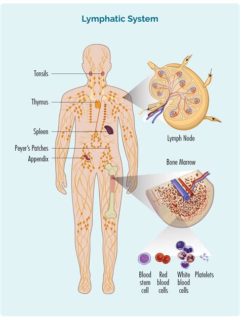 Lymphoma in Children, Adolescents & Young Adults (AYA) - Lymphoma Australia