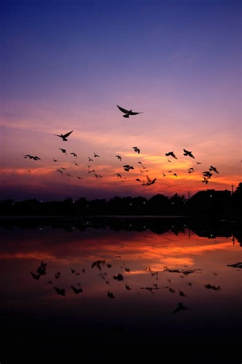 Birds Flying on a Twilight sky · Free Stock Photo