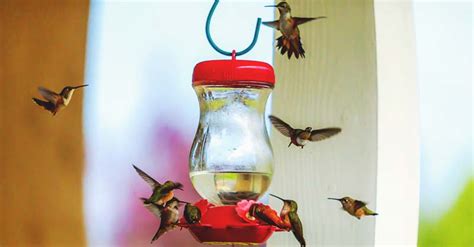 16 DIY Homemade Hummingbird Feeder Ideas to Attract Them to Your Home