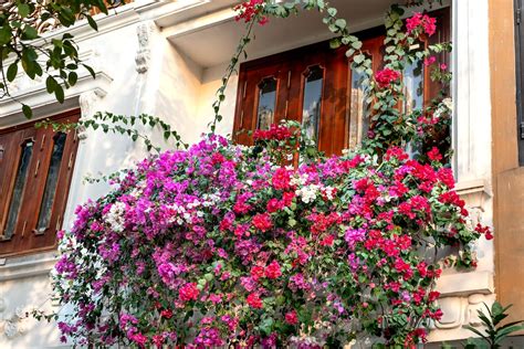 Flowers Decorating Balcony · Free Stock Photo