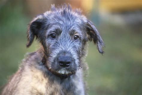 23 Irish Wolfhound Mixes: Crossbreeds You’ve Got To Love