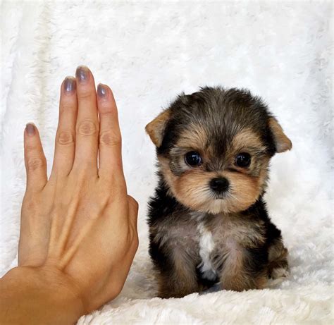 Teacup Yorkie Puppy For sale Lilly! | iHeartTeacups