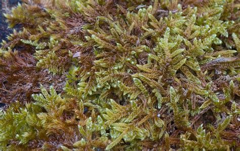 Moss gametophyte | Flickr - Photo Sharing!