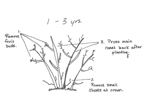 How & When to Prune Blueberry Bushes for Bountiful Berries Every Year