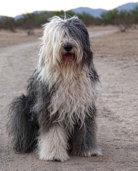 Old English Sheepdog - All Big Dog Breeds