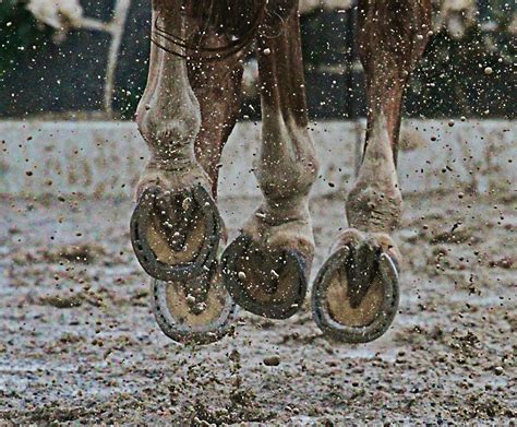 Everything You Need to Know About Grass Cracks in Horse Hooves - Fauna Care