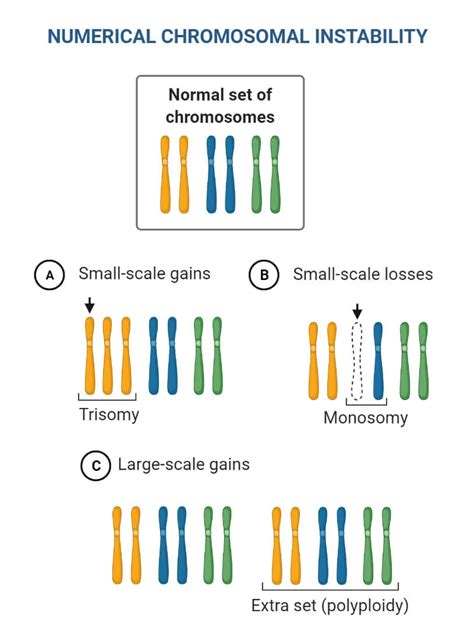 Chromosomal Mutation: Causes, Mechanism, Types, Examples