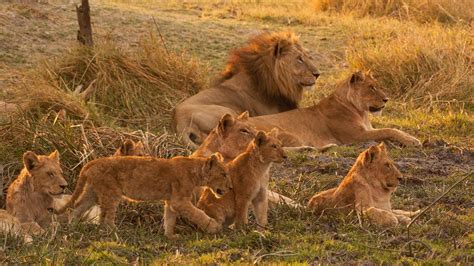 Animal Documentary HD - Wild Botswana Lion Brotherhood - Lion ...