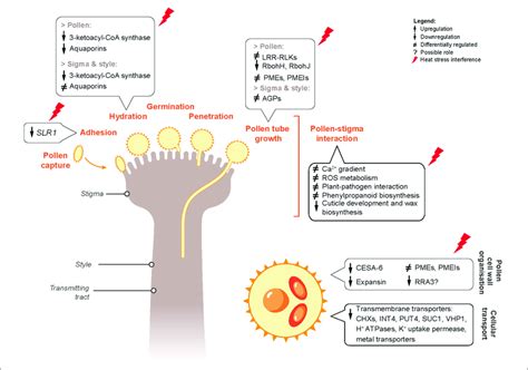 | Proposed predictive gene regulatory model incorporating the genes and ...