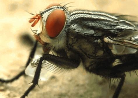 House Fly GIF - Find & Share on GIPHY