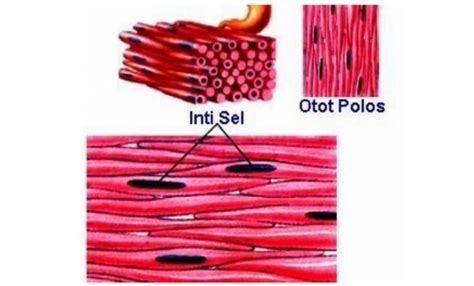 Pengertian Otot Polos Jenis Fungsi Ciri Dan Struktur - Riset
