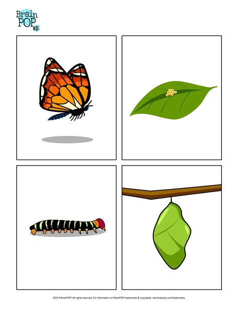 Butterfly Life Cycle Images | BrainPOP Educators