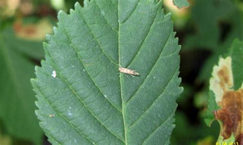 Leaf Miner Invasion? How To Eliminate Trailblazing Larvae | Epic Gardening