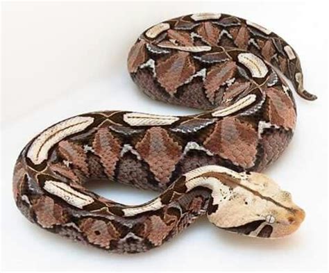 Gaboon viper | Gaboon viper, Snake, Cute snake