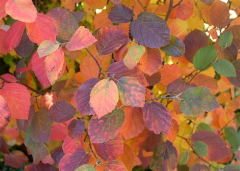 Fothergilla Fiesta | The World's Best Gardening Blog