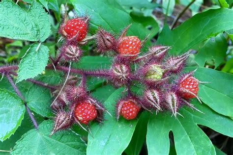 Wild Edible: Wineberries – Seashore to Forest Floor